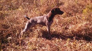 Hellion x Shooter German Shorthair Puppies