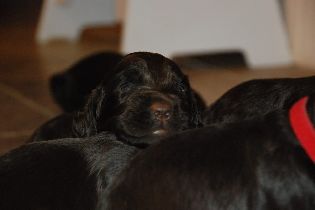 Gunner x Quick Boykin Spaniel Puppies
